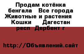 Продам котёнка бенгала - Все города Животные и растения » Кошки   . Дагестан респ.,Дербент г.